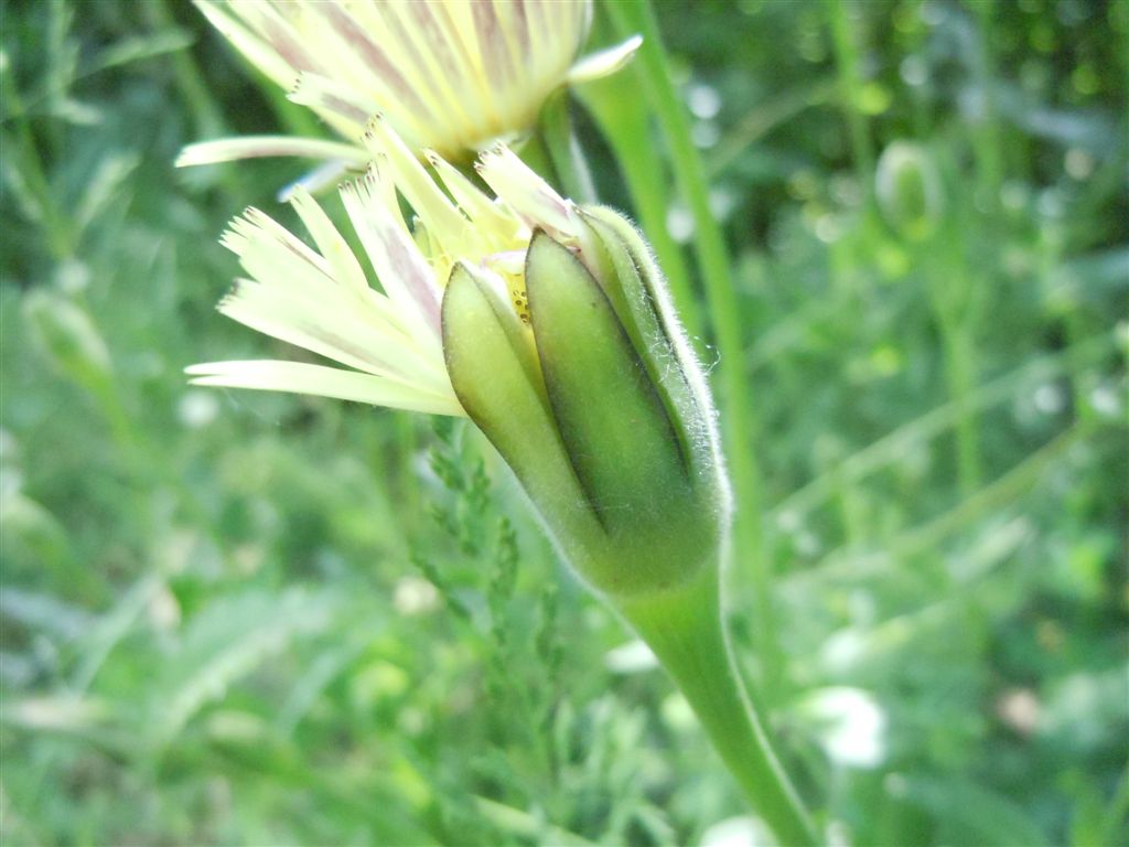 Urospermum dalechampii